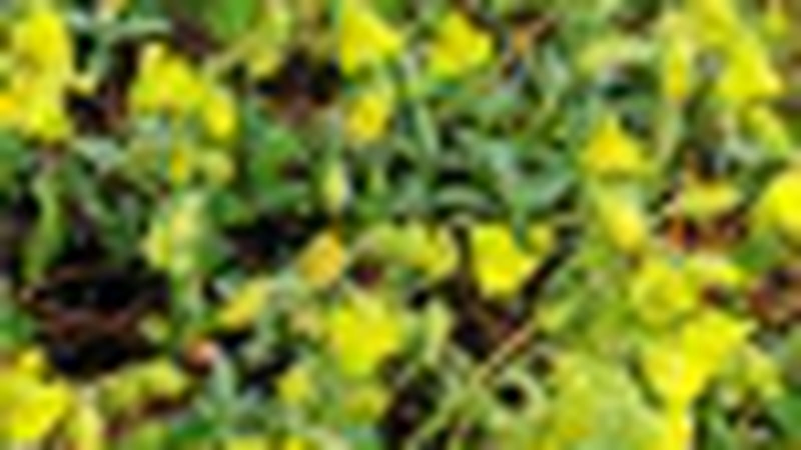 Helianthemum