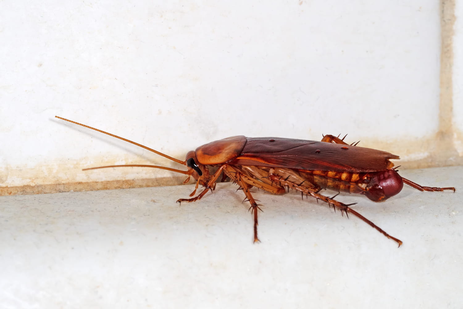 it attracts cockroaches in autumn it attracts cockroaches in autumn