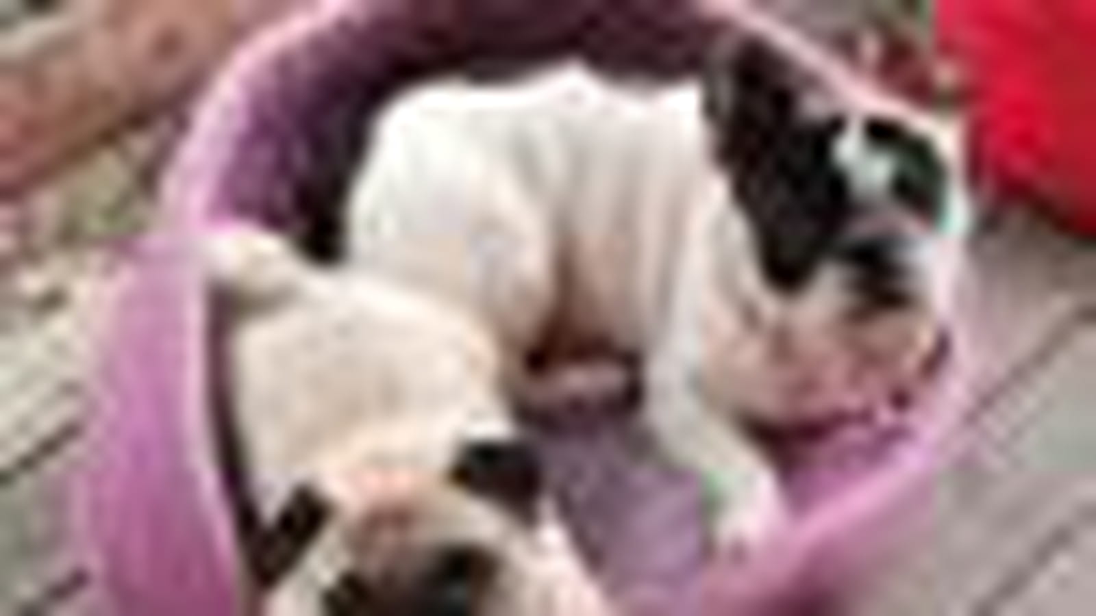 Clovis et Bernie