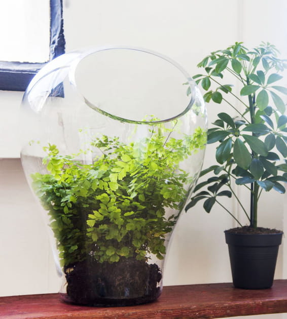 Terrarium Cressie d'Habitat