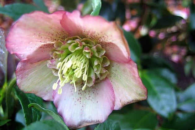 La gracieuse Hell&eacute;bore