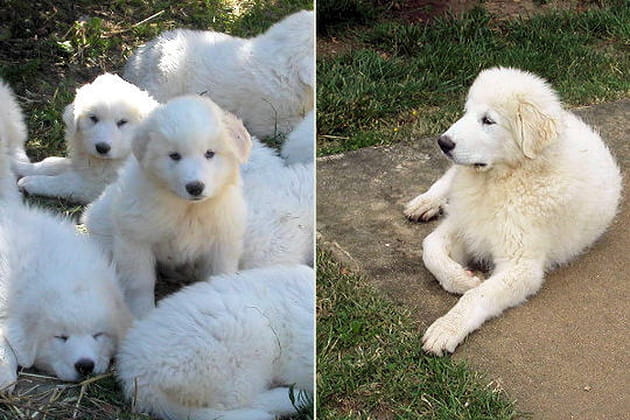 Le montagne des Pyrénées
