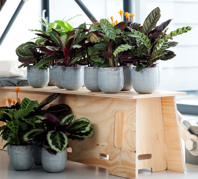 6calathea maplantemonbonheur