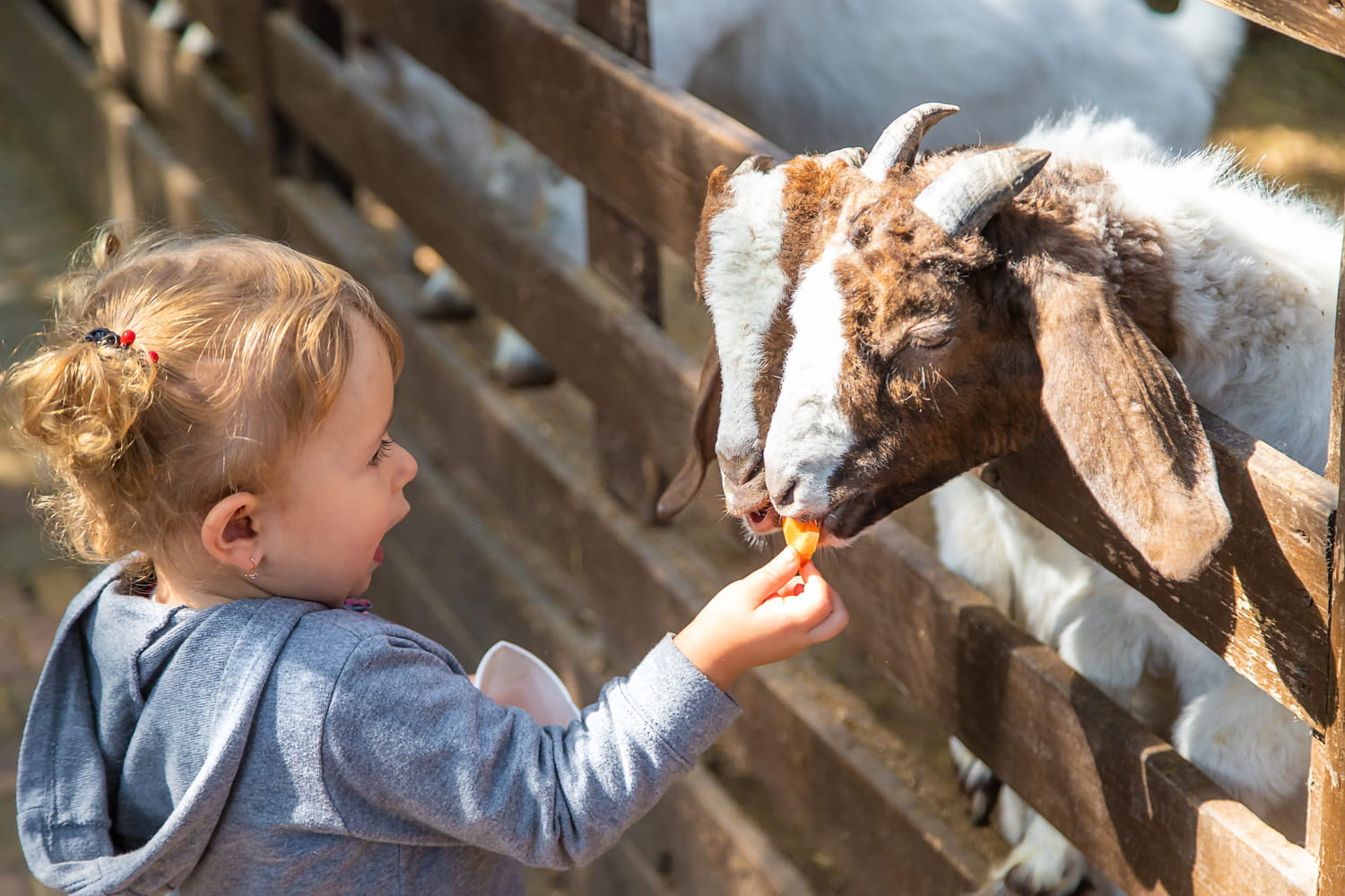 What parents let the farm expose toddlers to a very real danger