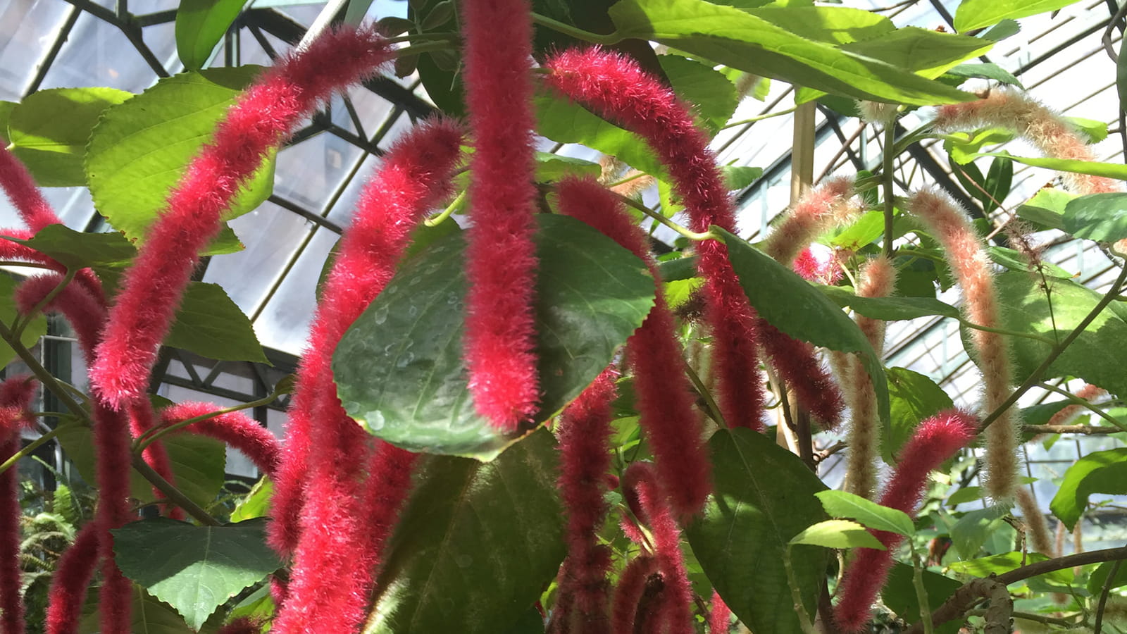 Amaranthus