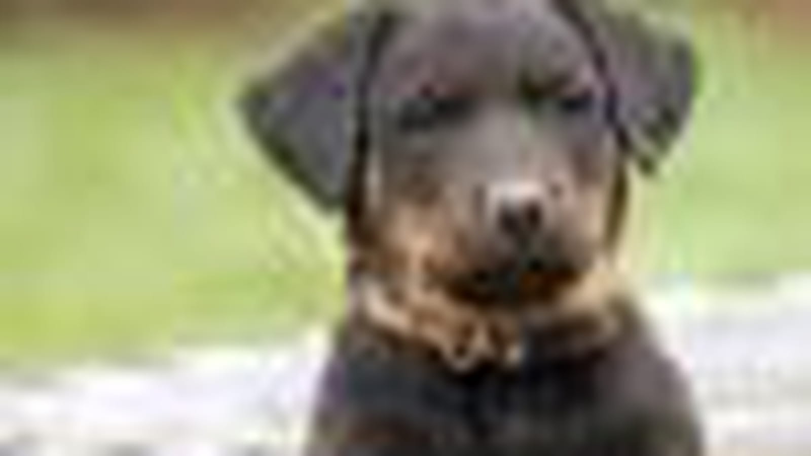 Le Beauceron