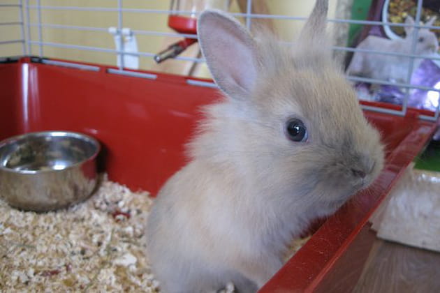 Nutty, un lapin nain malicieux