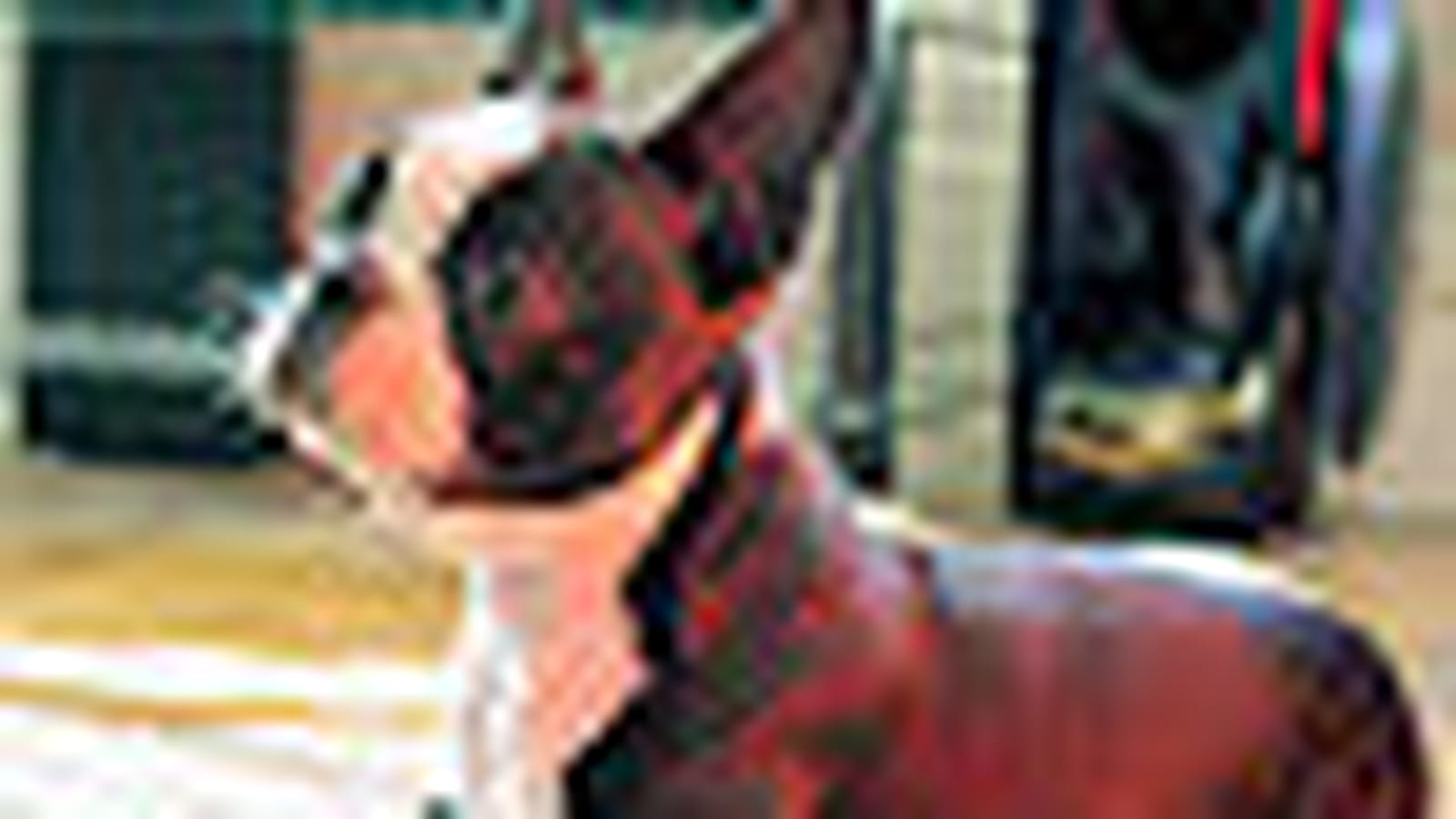 Boston terrier