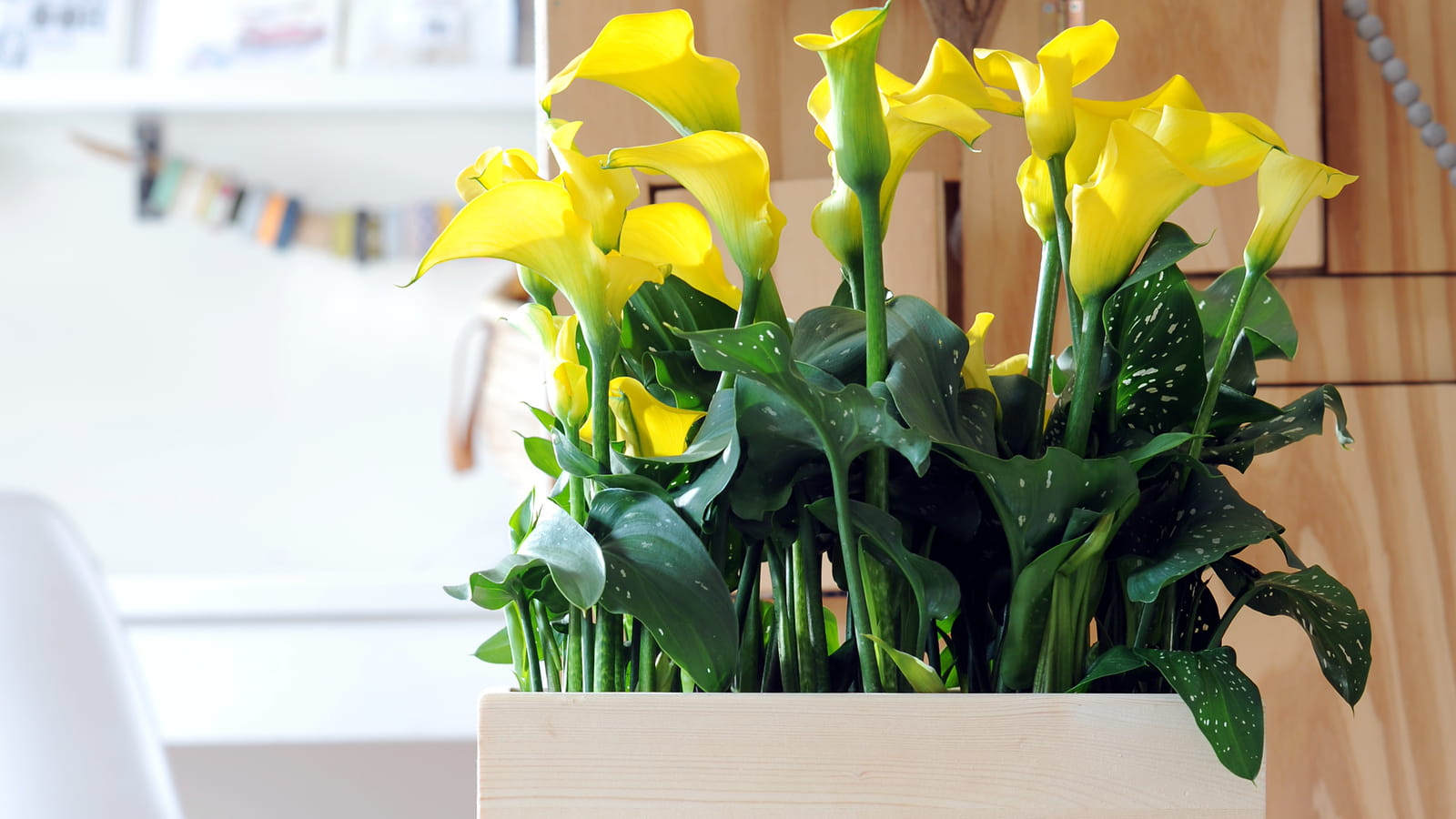 Zantedeschia pentlandii 