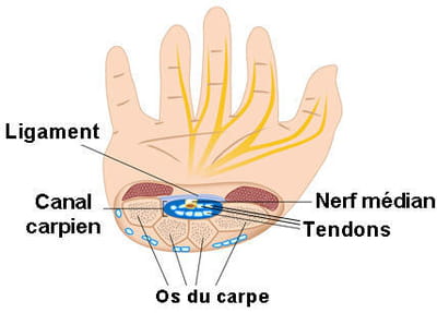 anatomie du canal carpien.
