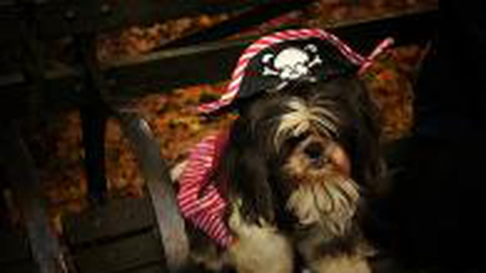 Pirate