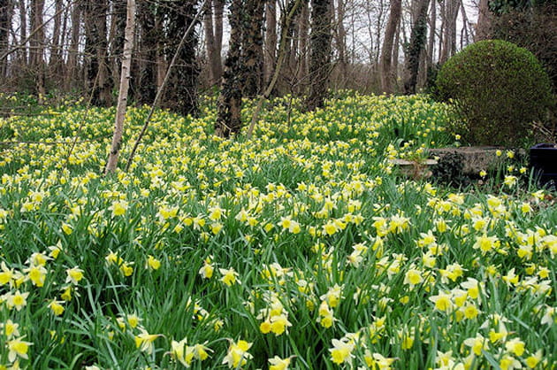 Un champ de narcisses