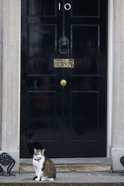 Larry, le grand ami de David Cameron