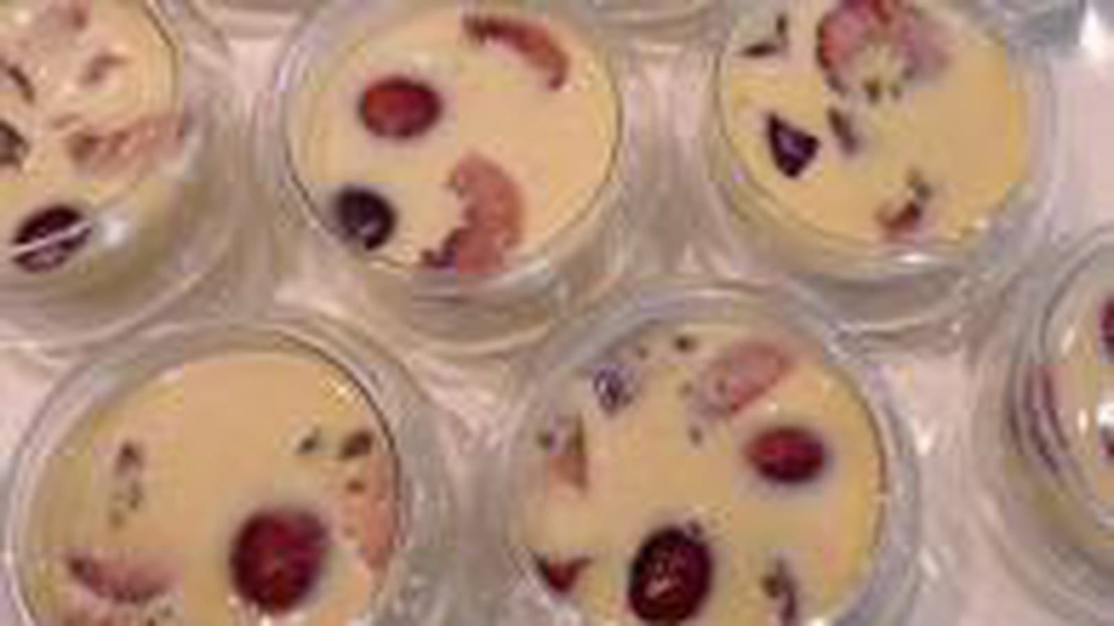 Appareil à clafoutis