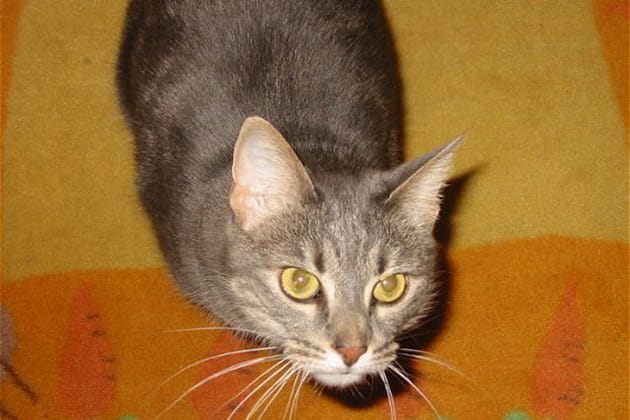 Le regard de braise de Demy Moune