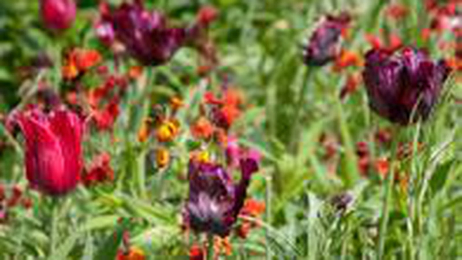 Tulipes