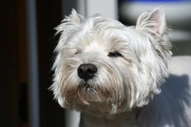 Un chien cinq étoiles