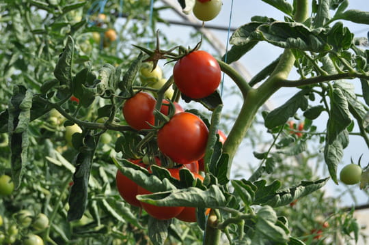 Pour avoir de grosses tomates bien rouges au jardin, il suffit d'utiliser cet ingrédient de votre cuisine