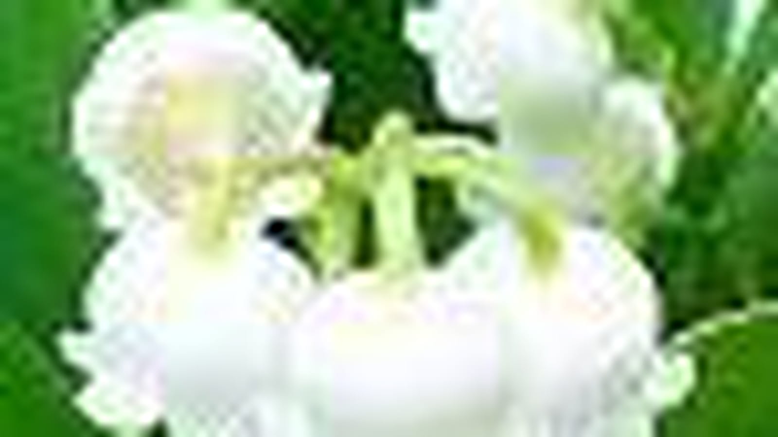 Muguet