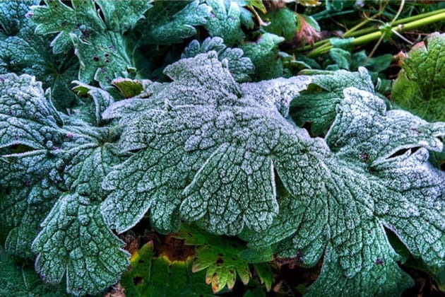 Premi&egrave;res gel&eacute;es