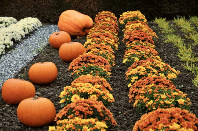 Plus de 3000&nbsp;chrysanth&egrave;mes