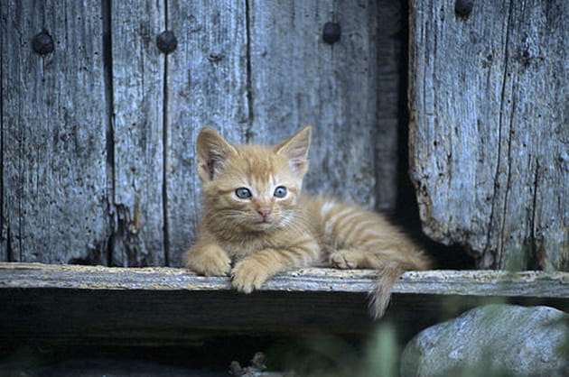 Les chats de nos campagnes... Apprentissage