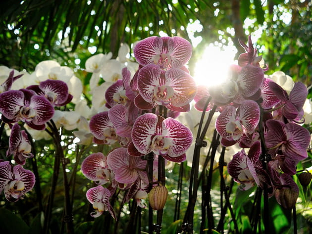 Orchid&eacute;e aux p&eacute;tales blanc et violet