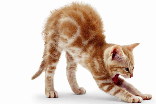 Ficelle, chaton ginger