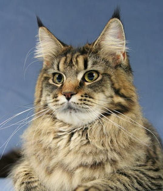 Un norvégien à l'écoute