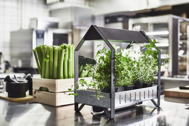 Un set de culture Krydda / Växer d'IKEA