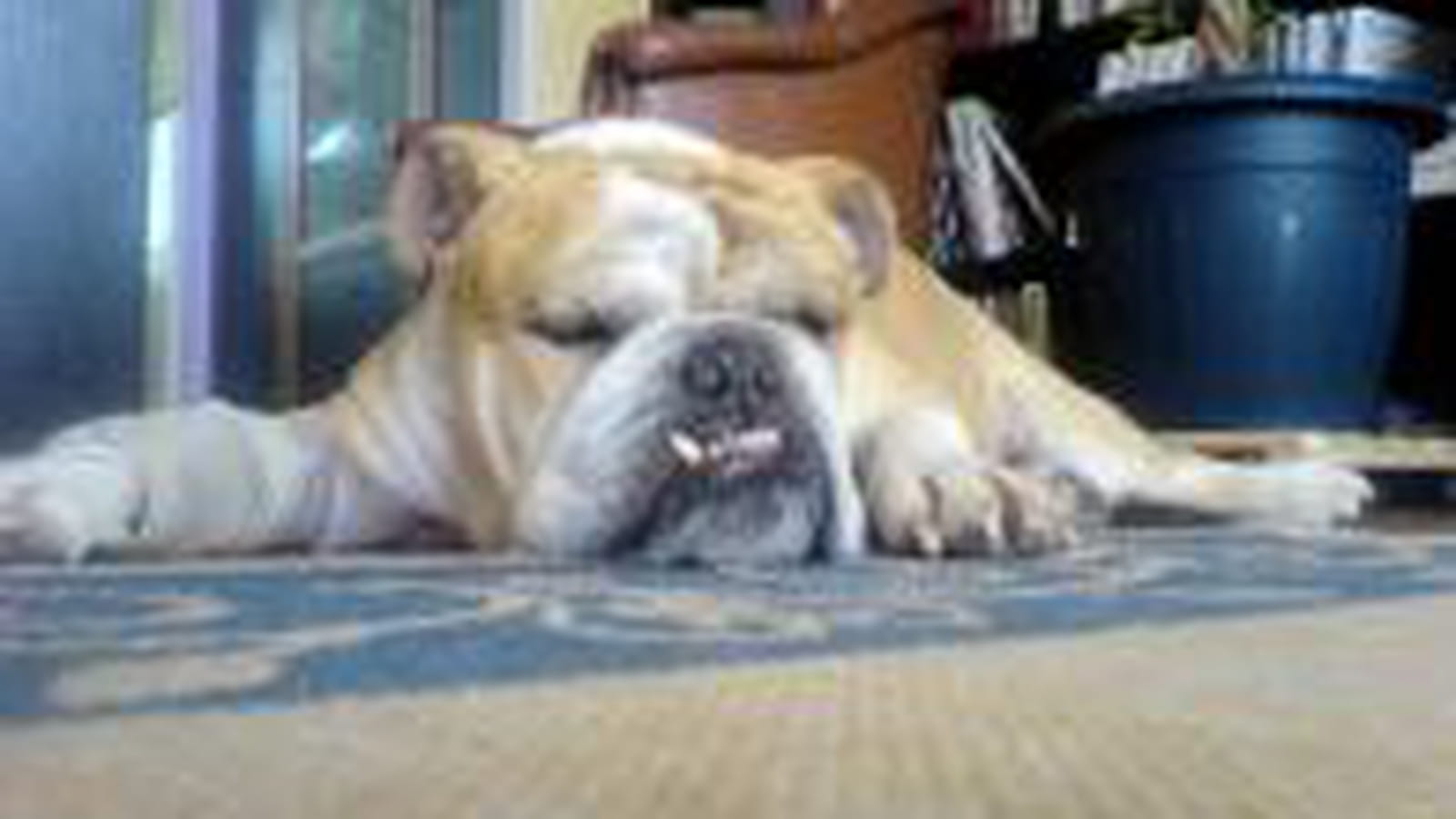 Winston