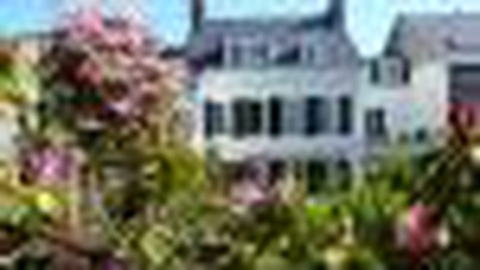 Rhododendrons