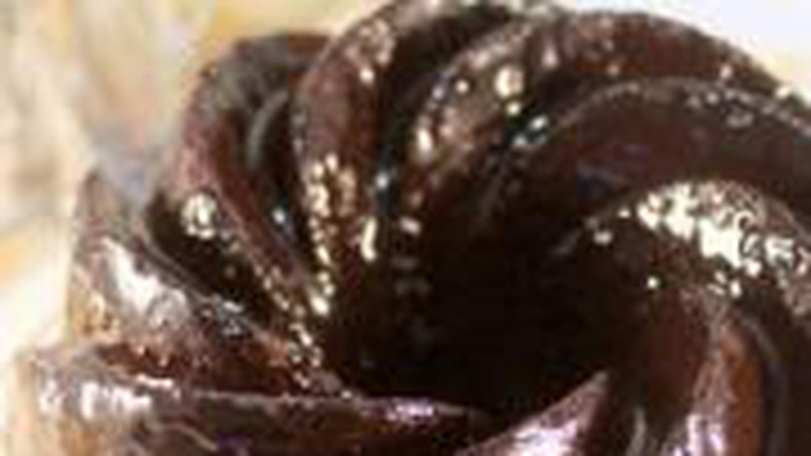 Bundt cake tout chocolat