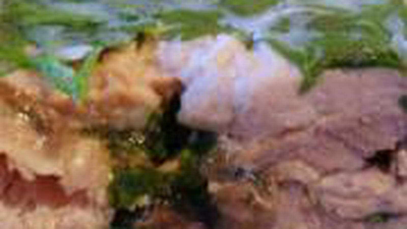 Rouelle de jambon persillé
