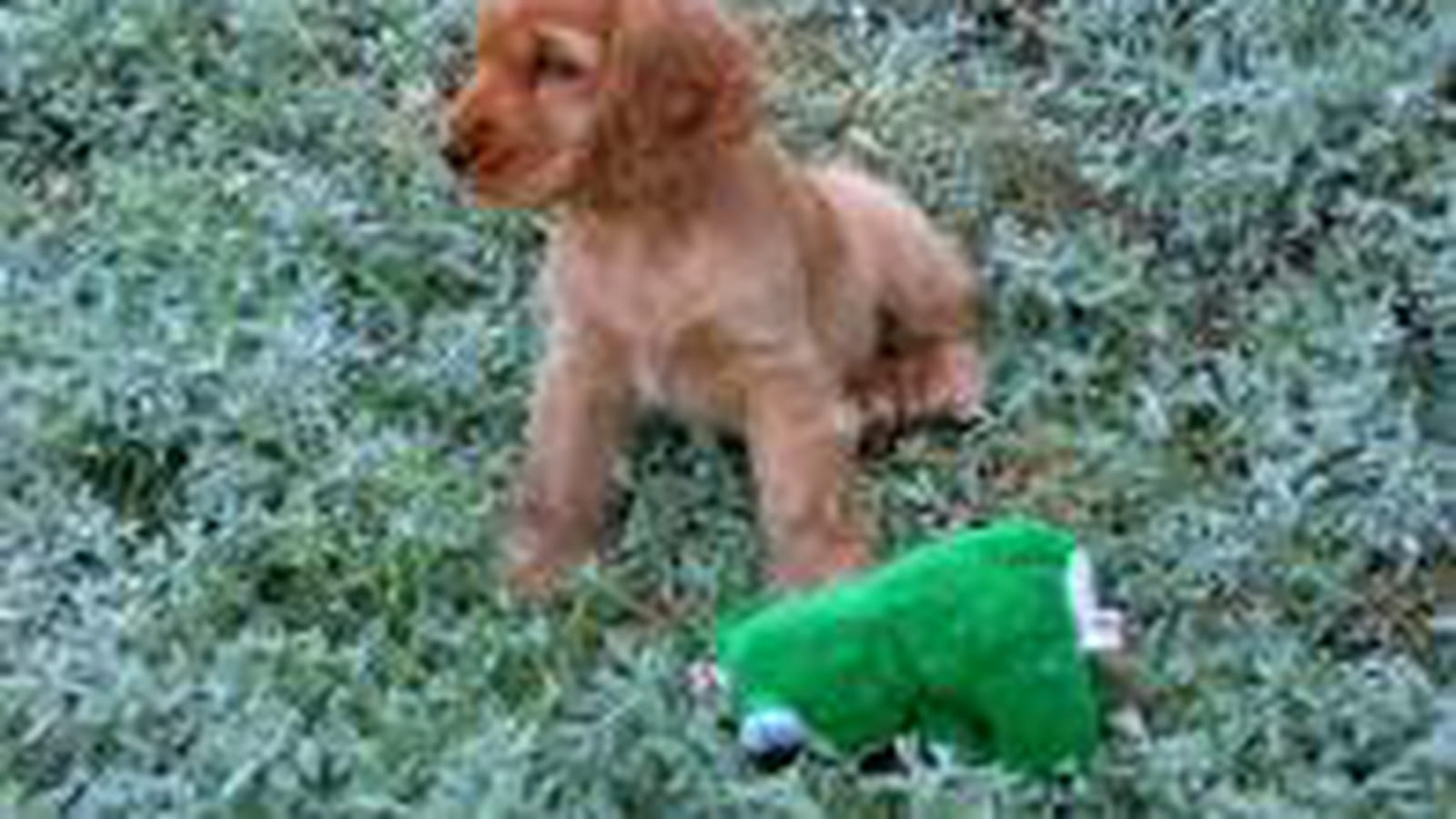 Ours vert