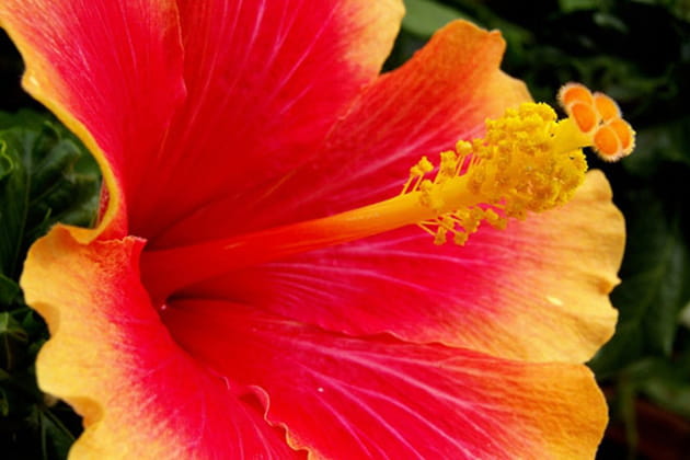 Un hibiscus tr&egrave;s color&eacute;