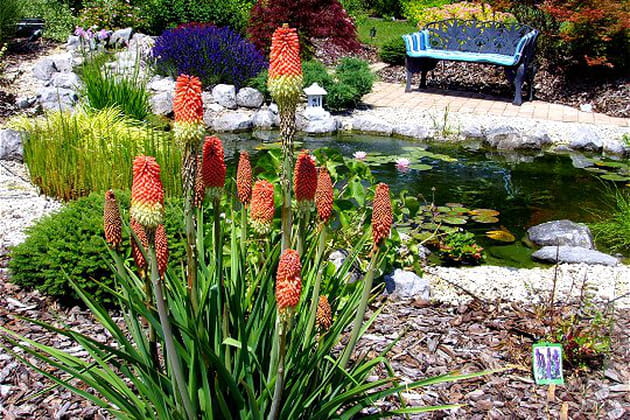 Symphonie de couleurs au bassin