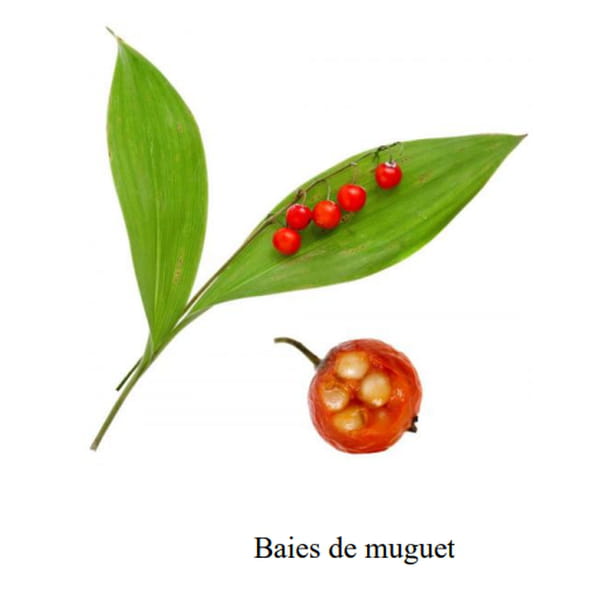 photo-baie-muguet