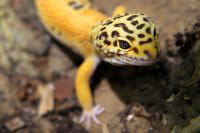 gecko