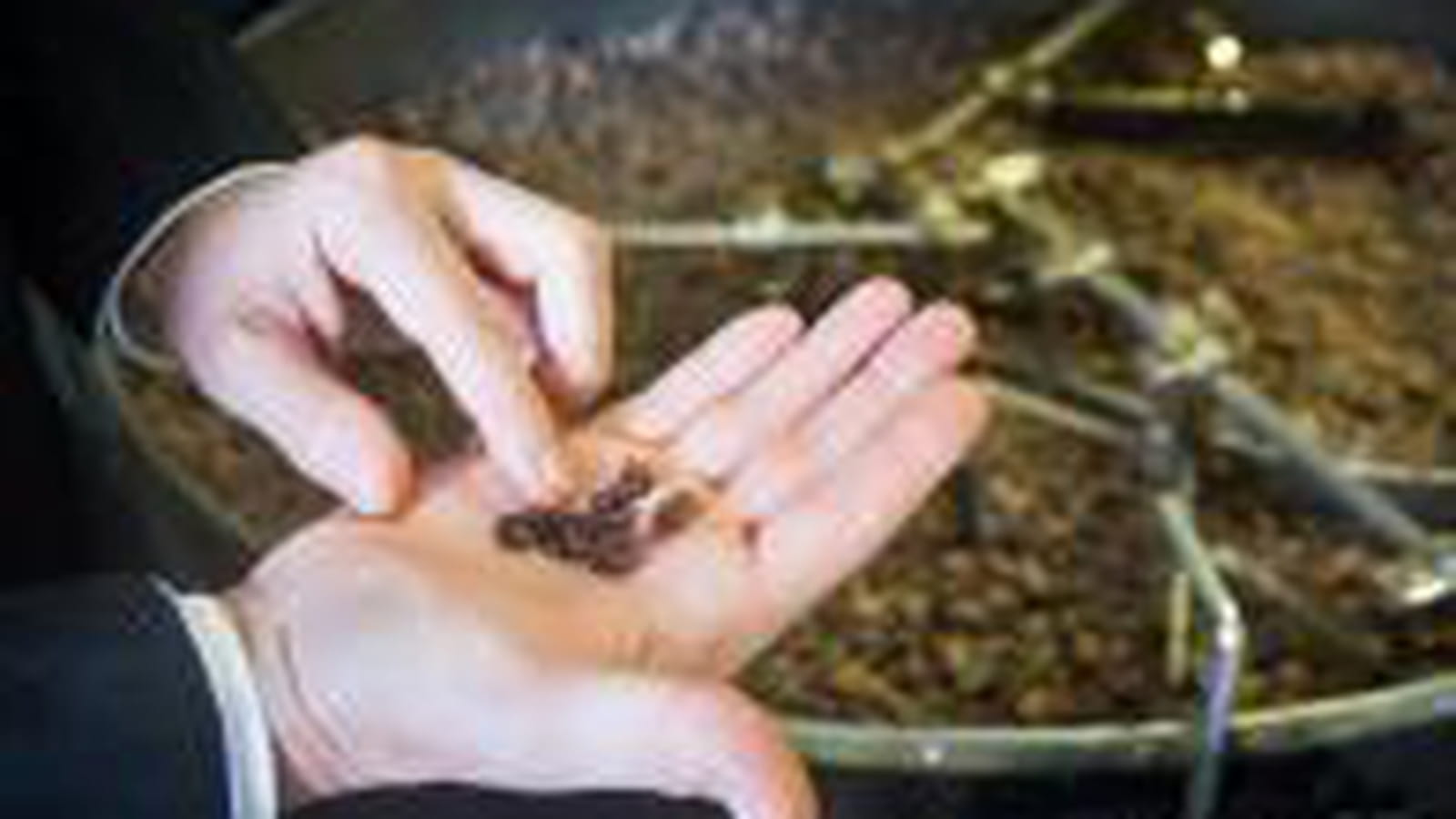 Fève de cacao