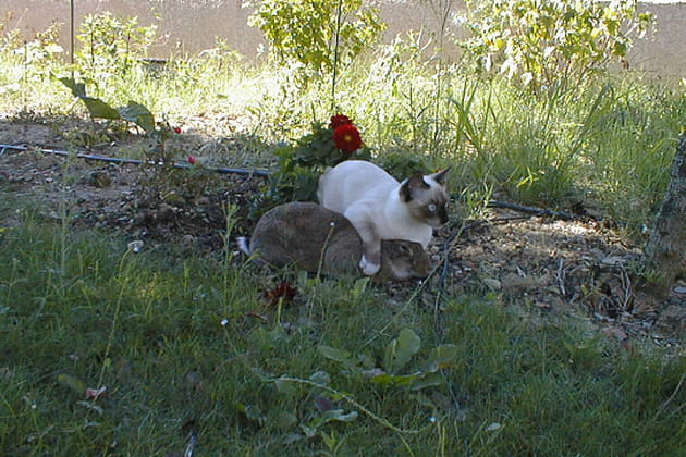 Rapidement, ils sont devenus ins&eacute;parables