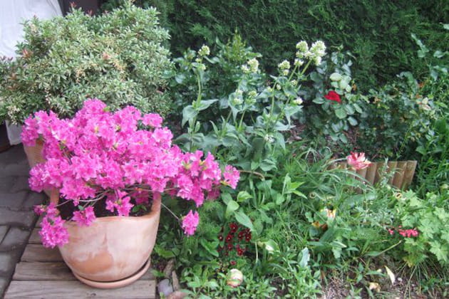 Les résistantes azalées