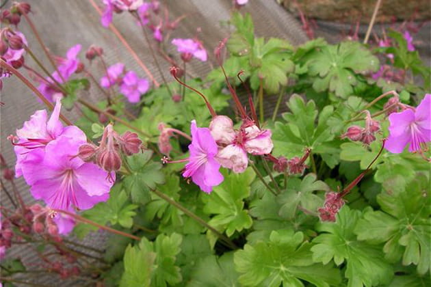 Un bon couvre-sol d'ombre