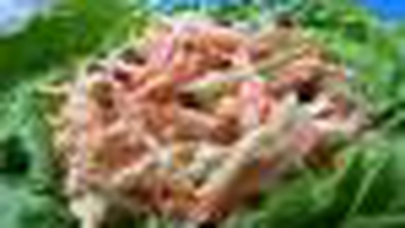 Salade de chou