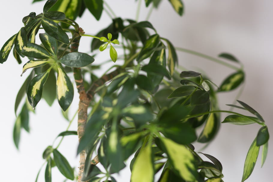 Schefflera