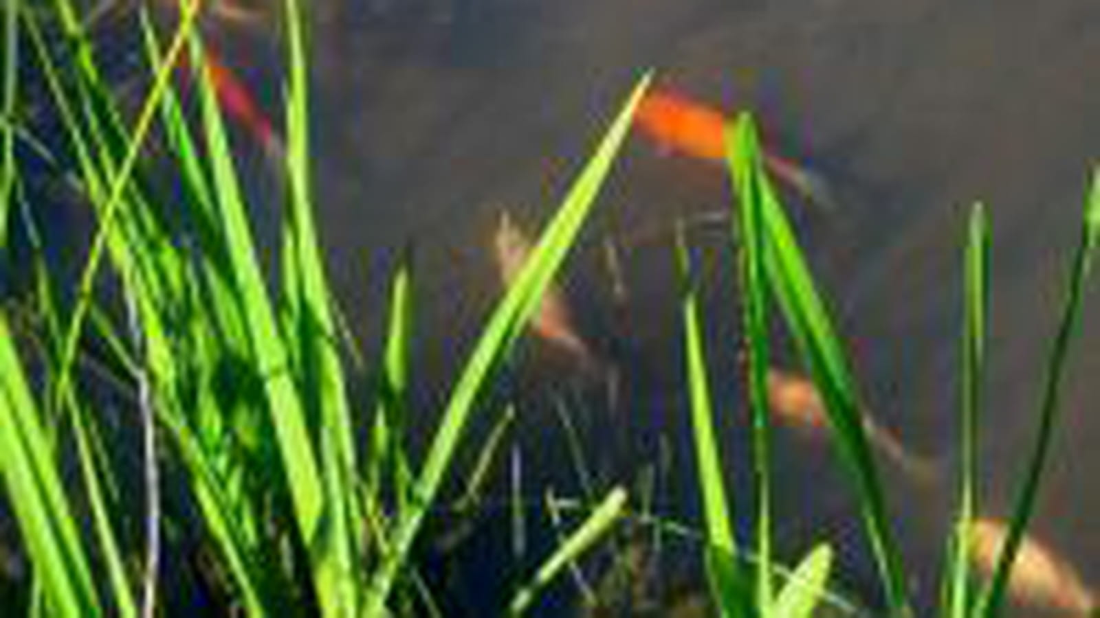 Poissons