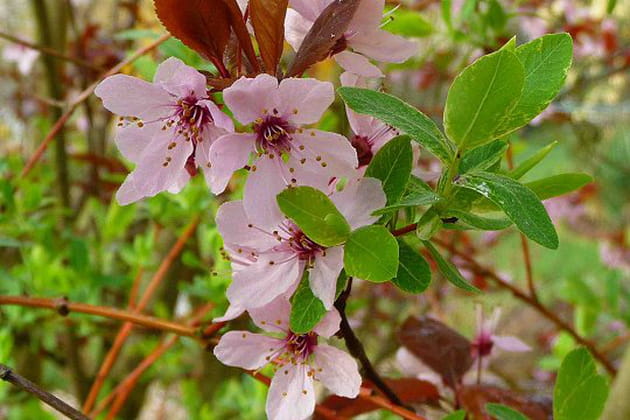 Le temps des cerises