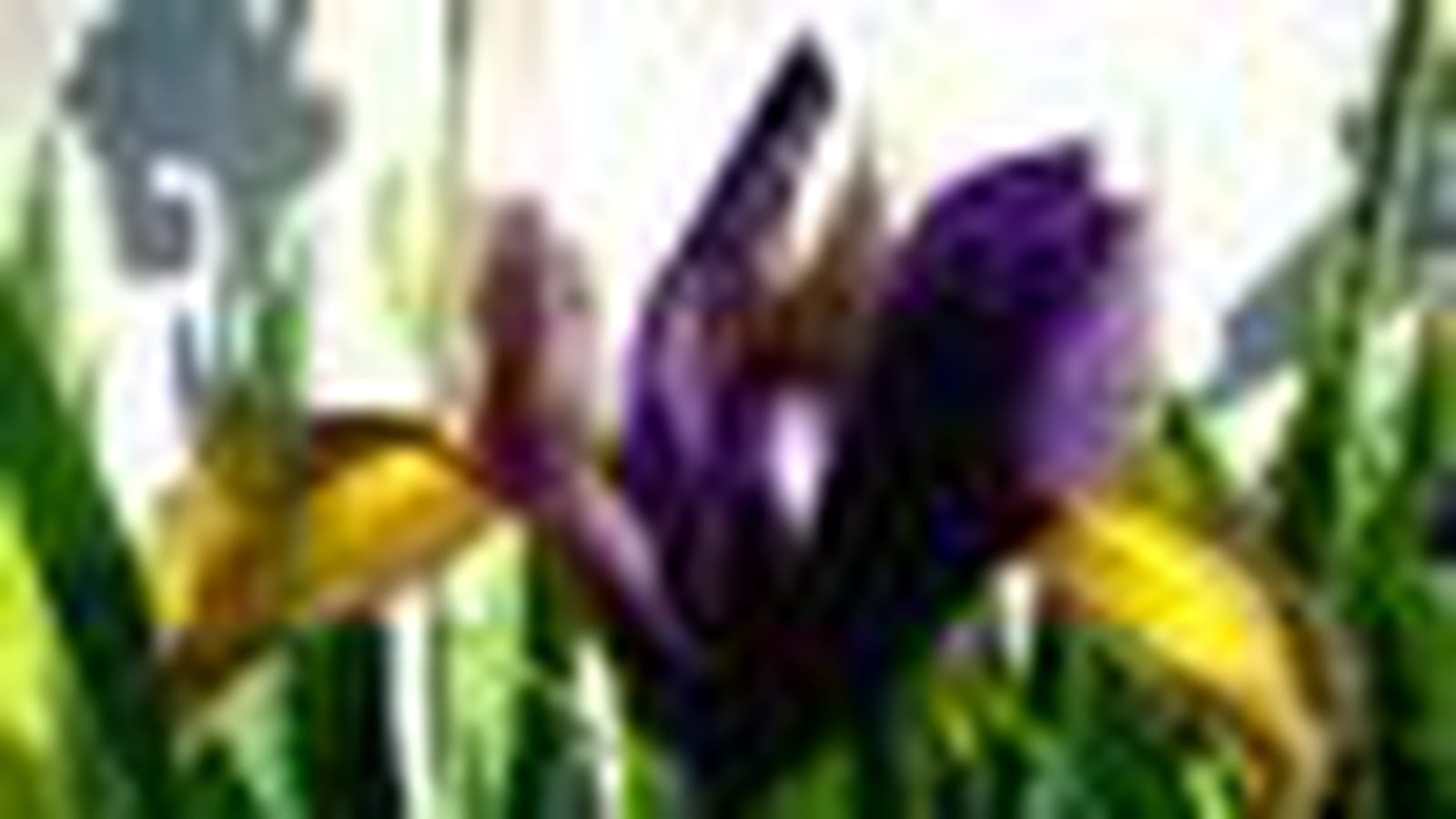 Iris colorés