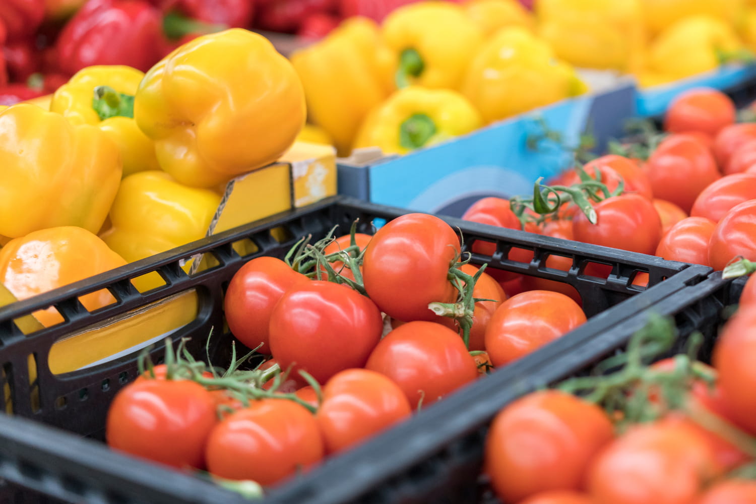 Ces tomates dupent tout le monde : elles ont moins de goût que les autres alors qu'elles paraissent bien mûres