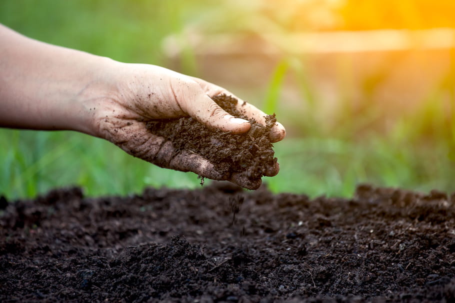Terreau : lequel choisir en fonction de ses plantes ?